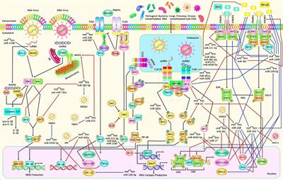 Interaction Between Non-Coding RNAs and Interferons: With an Especial Focus on Type I Interferons